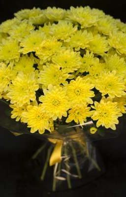 Забытая хризантема