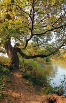 последняя мысль умершего дерева 