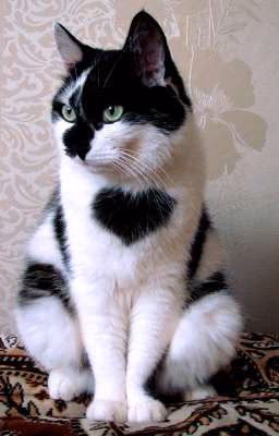 "Cat heart"( Закончен)