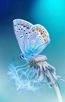 Ментоловые бабочки.