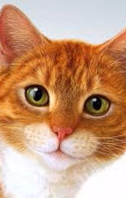 Приключение кота Саймона