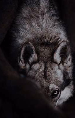 my wolf.