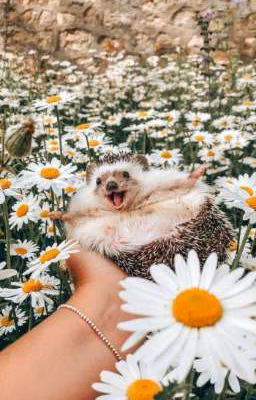 Я Маруся(ЗаКоянчИнО) 🌾