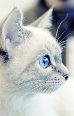 Коты - Воители. Слезы дождя