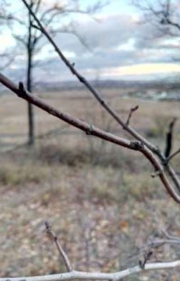 Дневник грибника 