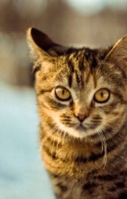 Быть Котом.