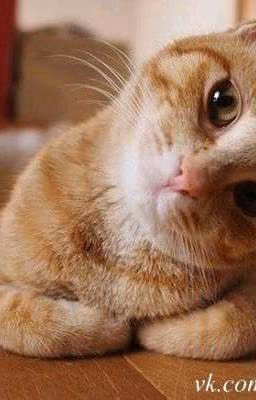 Кот продливающий жизнь