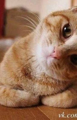 Кот продливающий жизнь