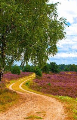 Поиски счастья