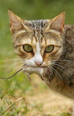 Коты-воители. Целитель. Перерождение.