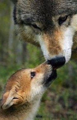 Posterity wolf's 《Закончен 》