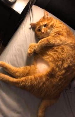 КОТострофа