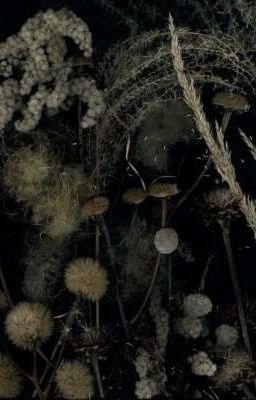 охота на вампиров запрещена!