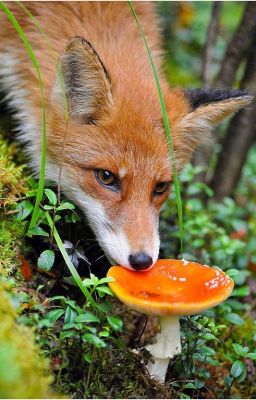 Ведь Ви такой один