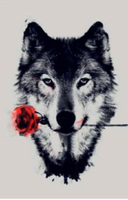 Альфа♡♡♡