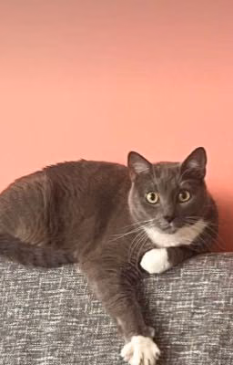 Школа котинет