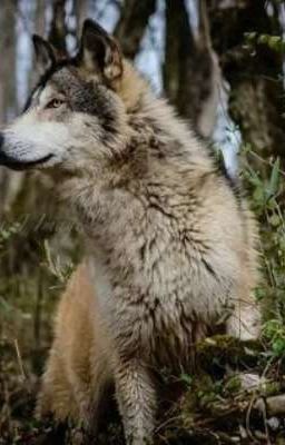 Дневник Оборотня Ника: гонец оборотней