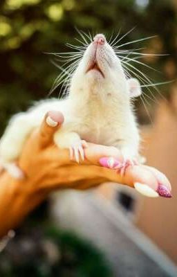 Когда проснешься чай остынет