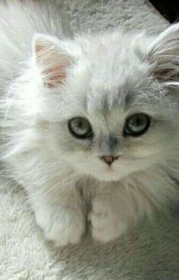 Мой котёнок