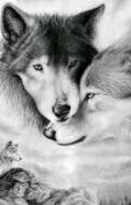 Альфа или Догони если сможешь