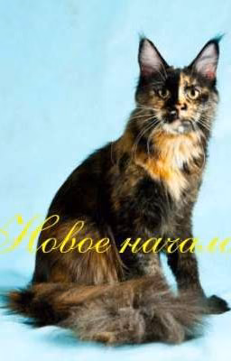 Новое начало.