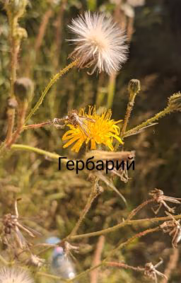 Гербарий