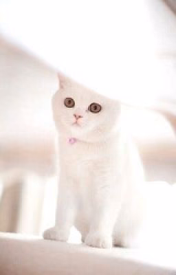 Мой Кот