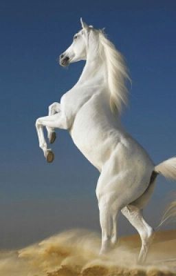 Авалония - конный спорт