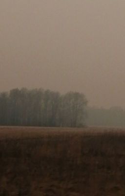 Колосья пшеницы