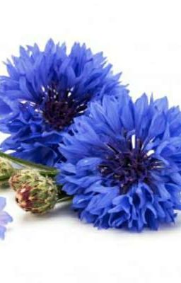 Василёк и её приключения с демнами и аглами