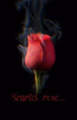 Scarlet rose... |VKOOK|