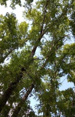 Мои любимые песни и опениги