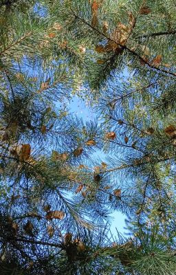 Неограниченная иррациональность