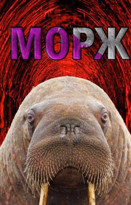 Морж