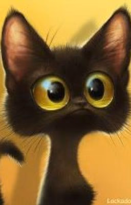 из жизни кота