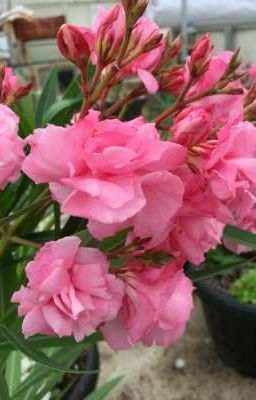 Любовь - сильнейшее чувство