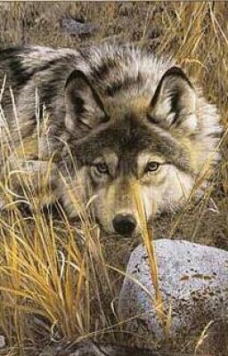 Хранительница Тайны Оборотней И Академия Белой Луны.