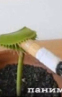У меня нет голоса, но я хочу говорить