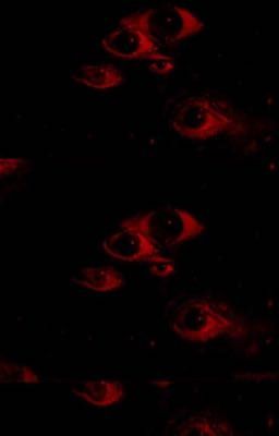 Предательница