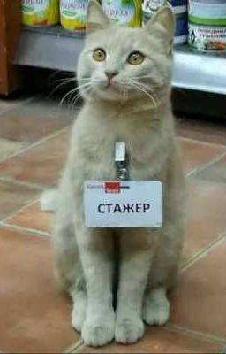 Как Зецу попали в мир Гарри Поттера