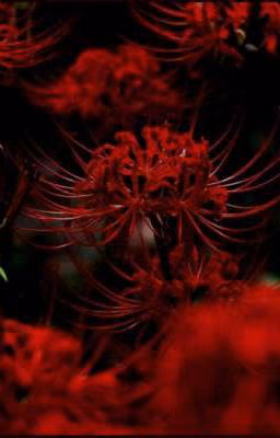 Lycoris: The Blood Flower [MaleNinjago]
