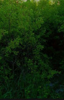 Оборотни Здешних Земель