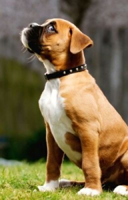 Собаки мстят