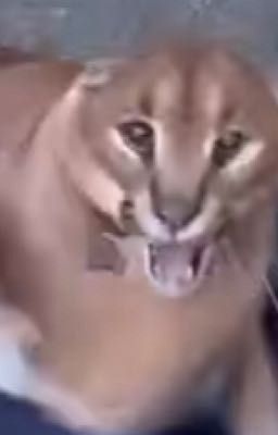 Кошка в школе 