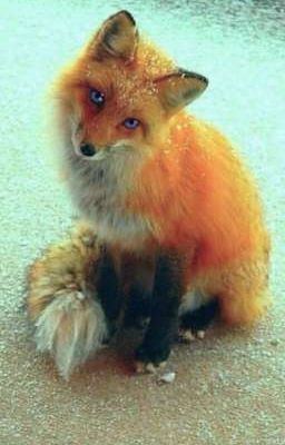 Влюбился в лисичку.