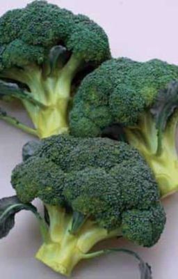 Академия кракена