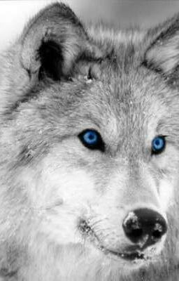 Академия оборотней