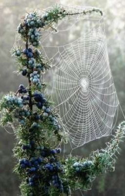 Последний вздох