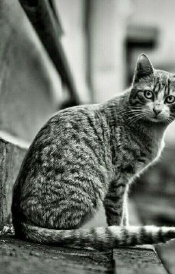 Уродливый Кот. 