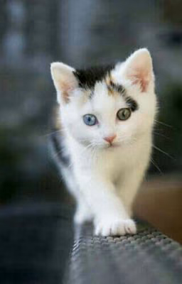 Жизнь кошек.